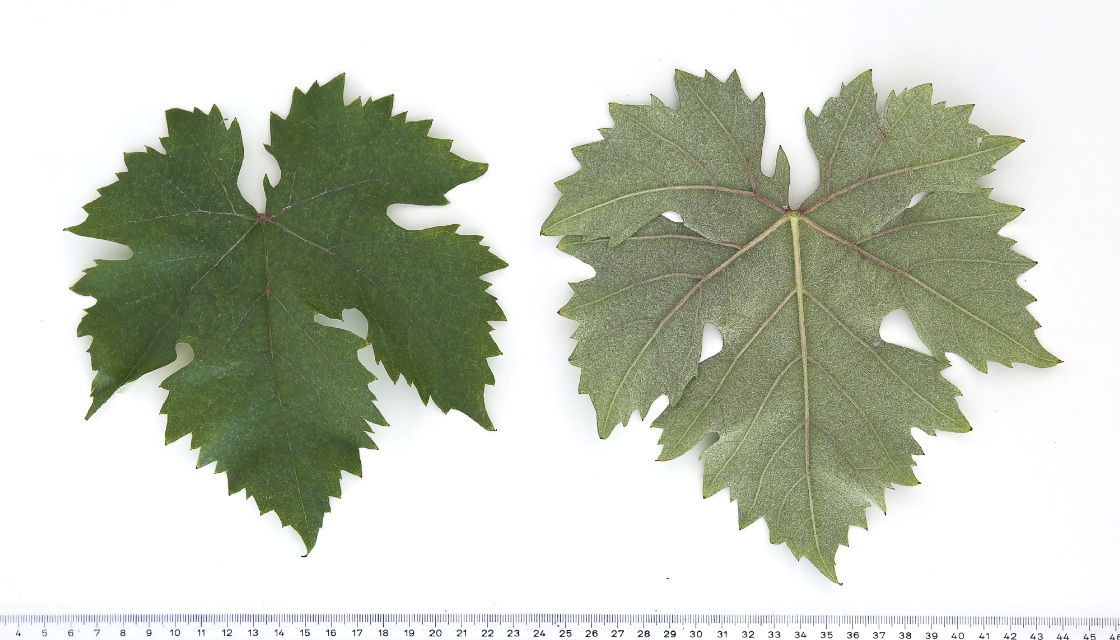 Limnio - Mature leaf