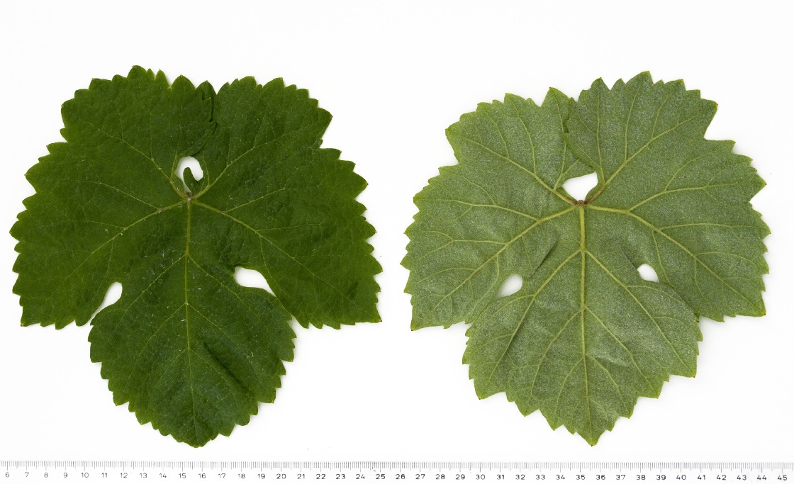 Loureiro Blanco - Mature leaf