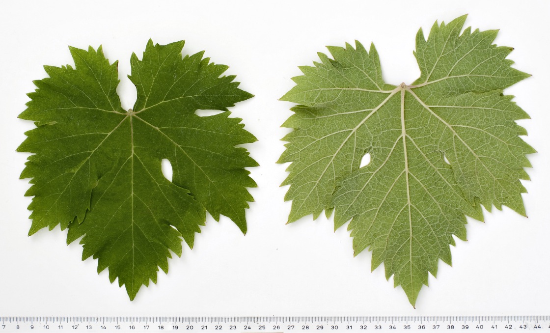 Aspiran Noir - Mature leaf