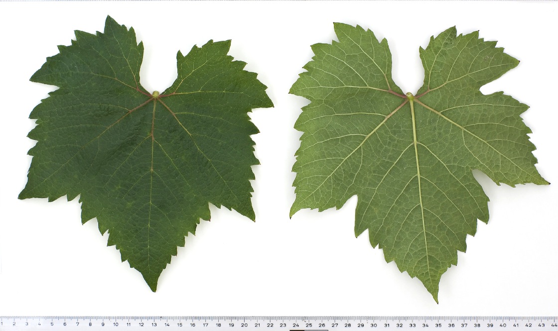 Luglienga Bianca - Mature leaf