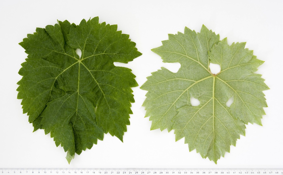 Malvasia Fina - Mature leaf