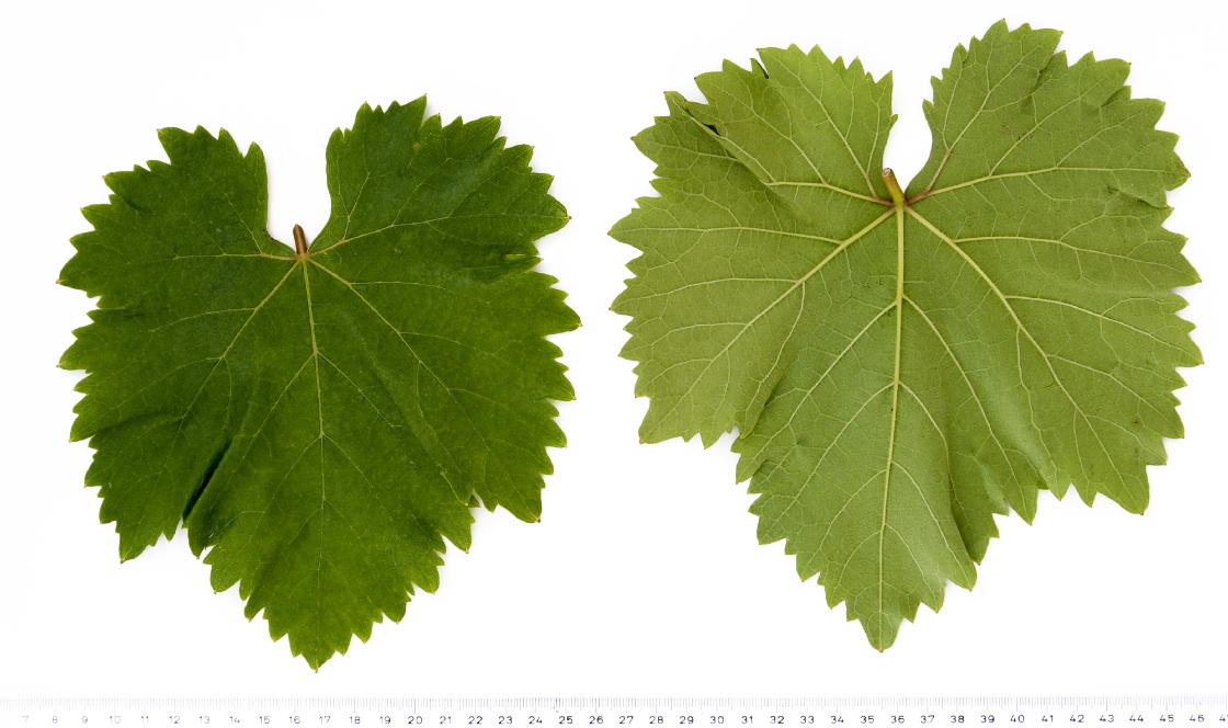 Malvasia del Lazio - Mature leaf