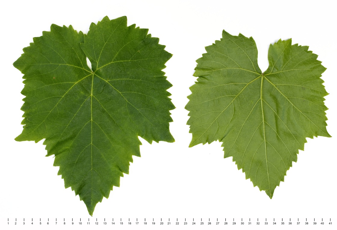 Malvasia Istriana - Mature leaf