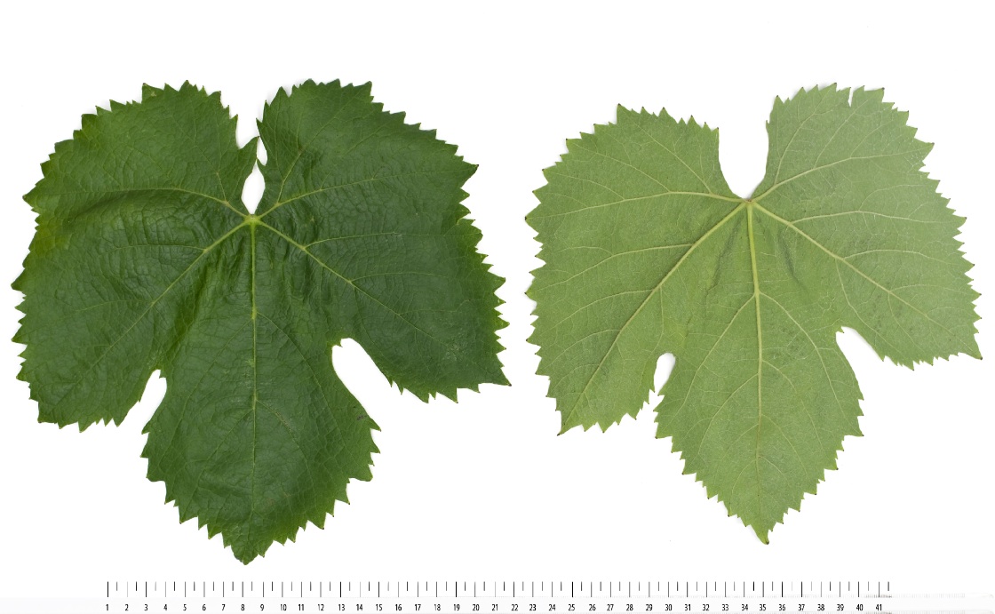 Assyrtiko - Mature leaf