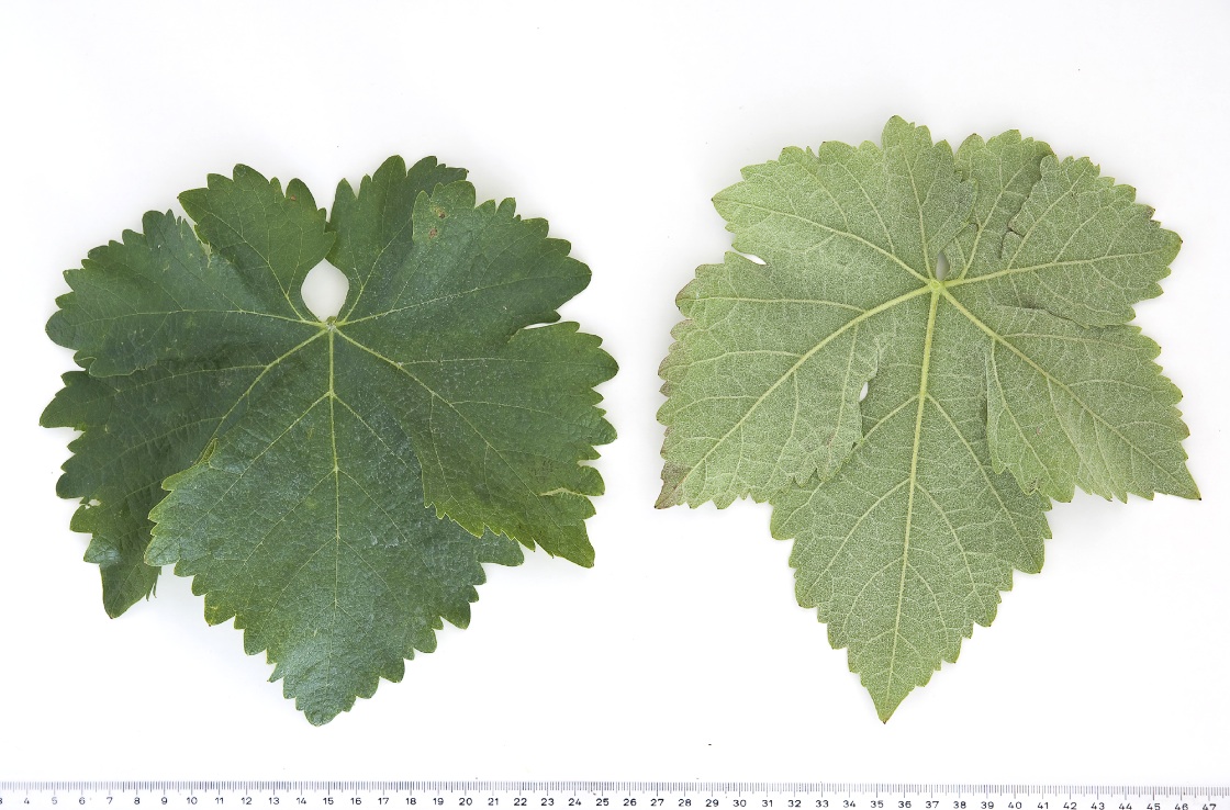 Mandilaria - Mature leaf