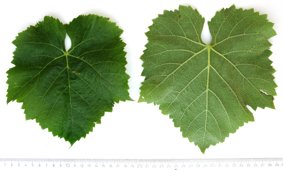 Manseng Gros Blanc - Mature leaf