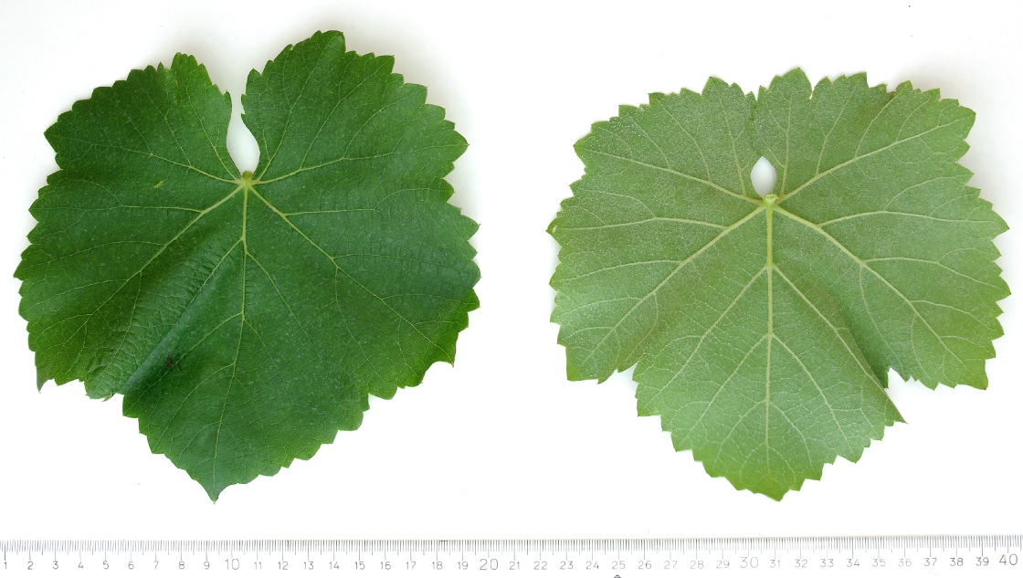 Manseng Petit Blanc - Mature leaf