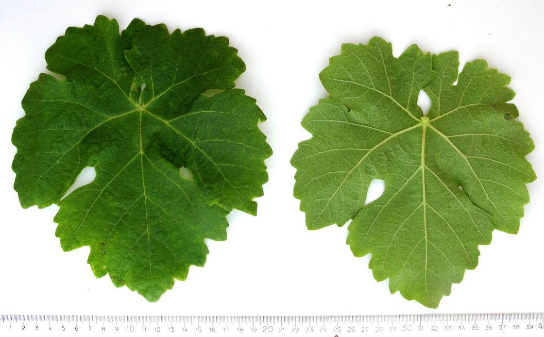 Marsanne - Mature leaf