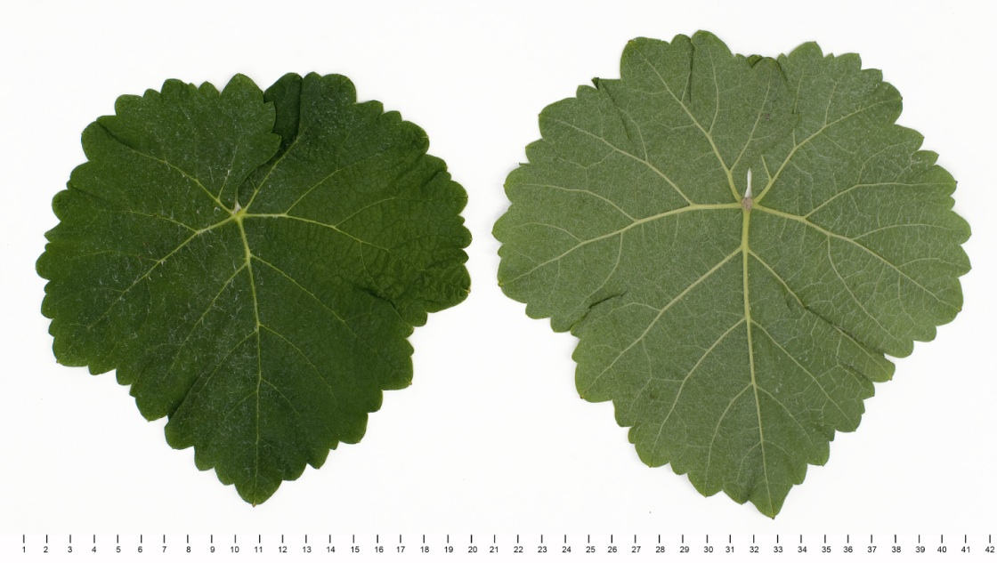 Mauzac Blanc - Mature leaf