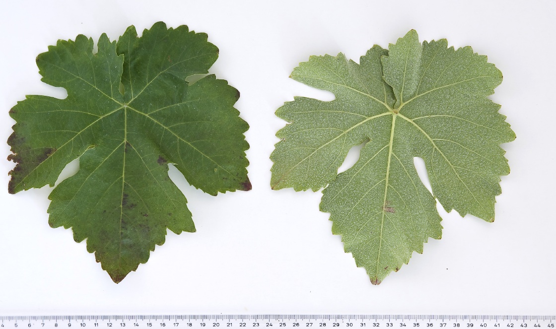 Mavrodaphni - Mature leaf