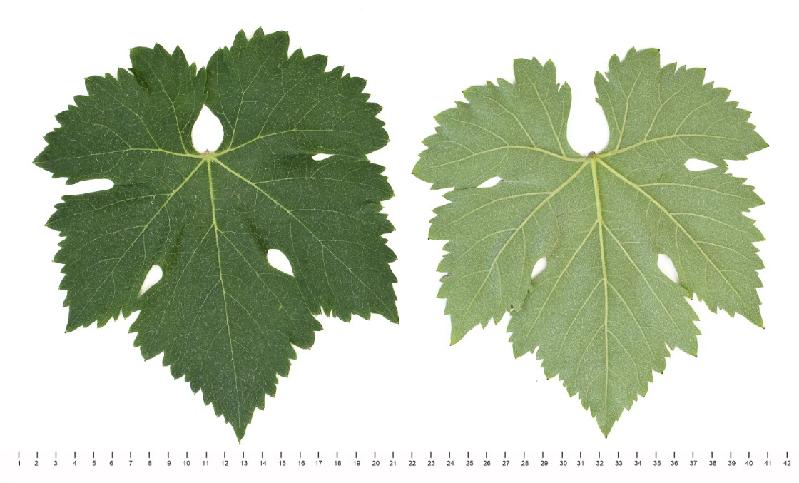 Mavrud - Mature leaf