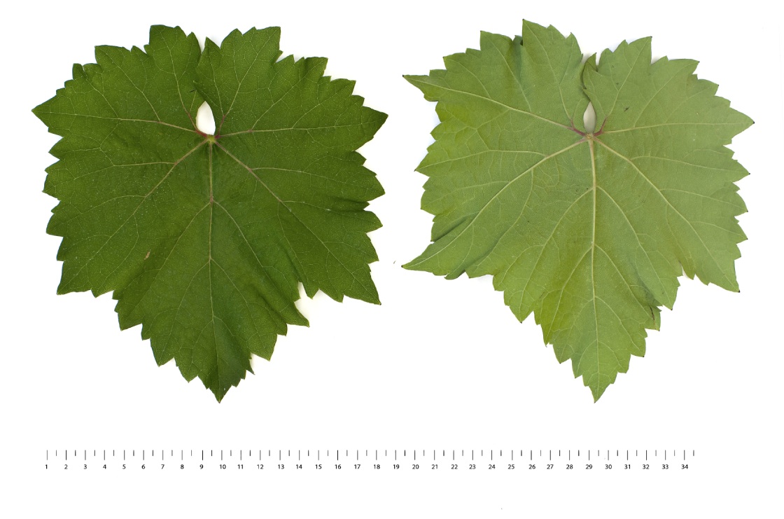 Medina - Mature leaf