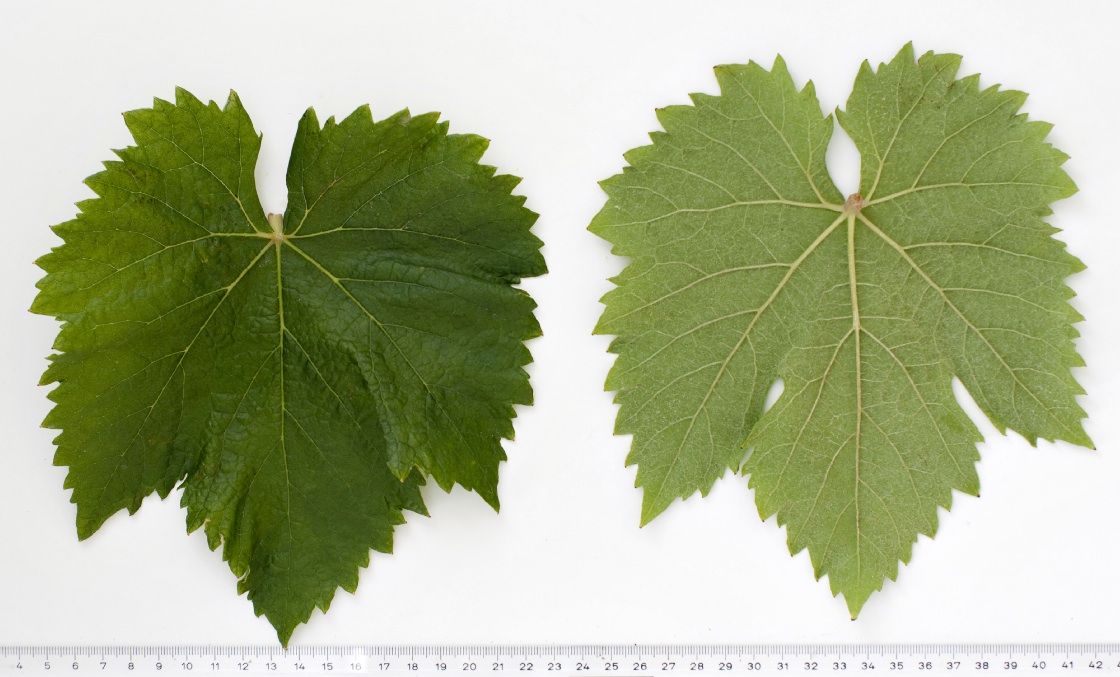 Medna - Mature leaf
