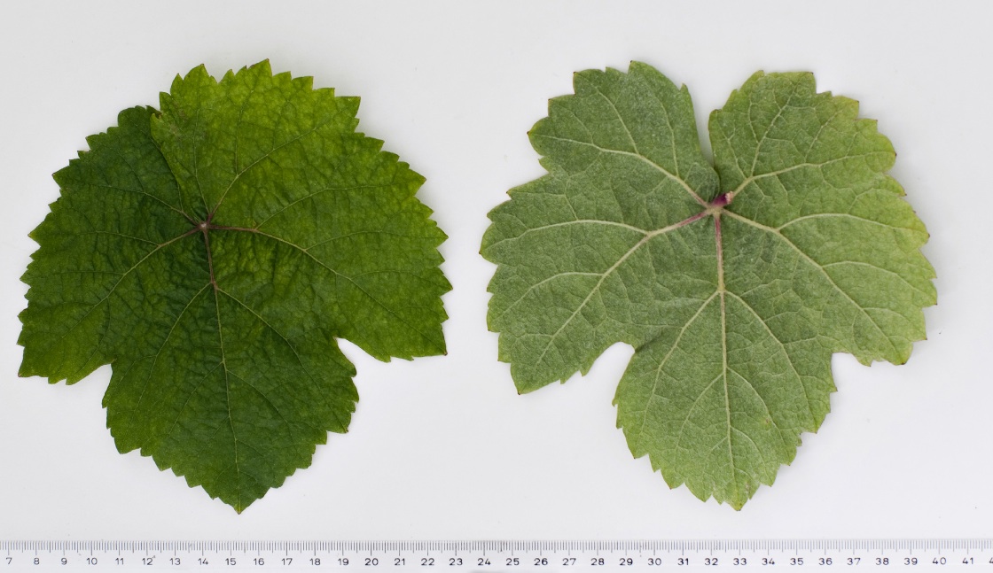 Aubin Blanc - Mature leaf