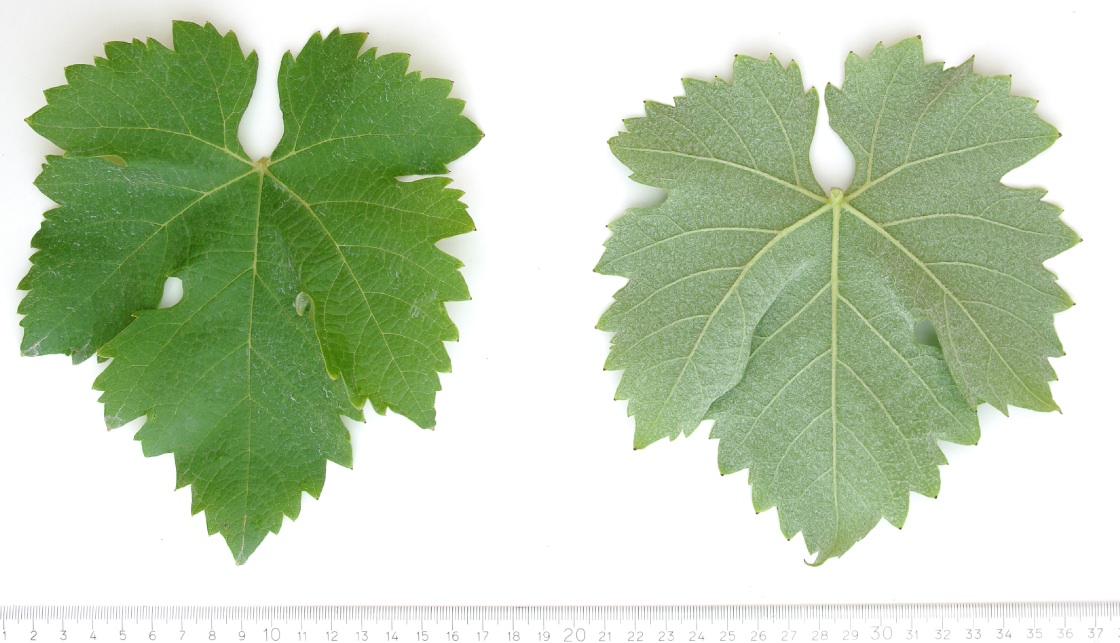 Aubun - Mature leaf