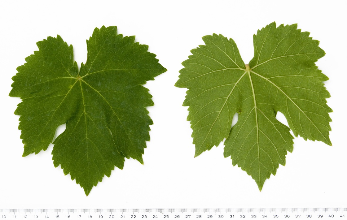 Mencia - Mature leaf