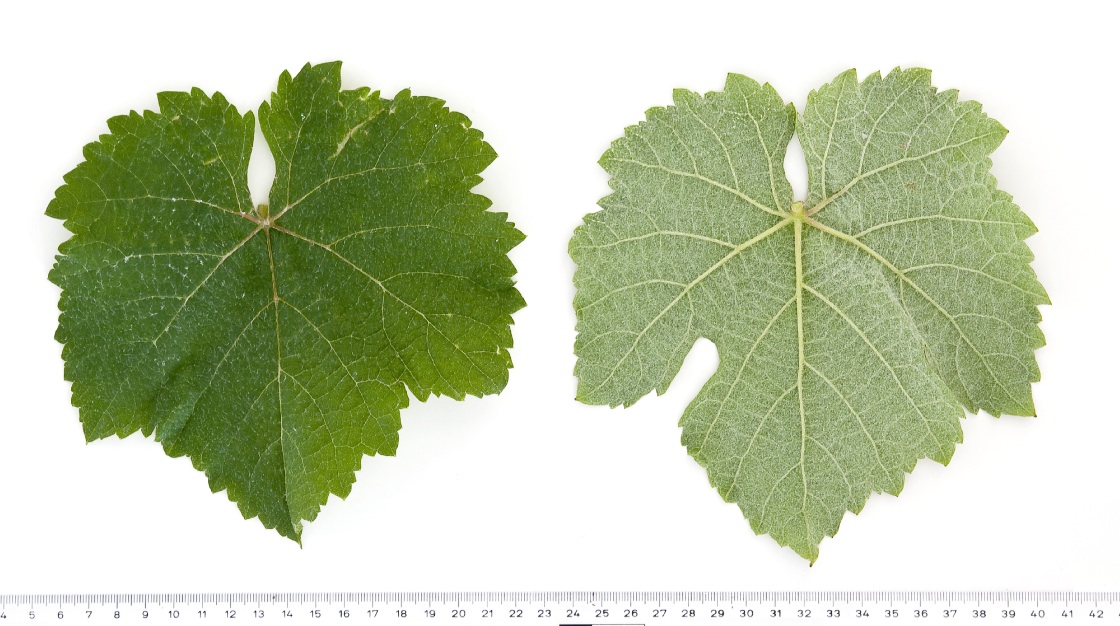 Meslier Saint Francois - Mature leaf