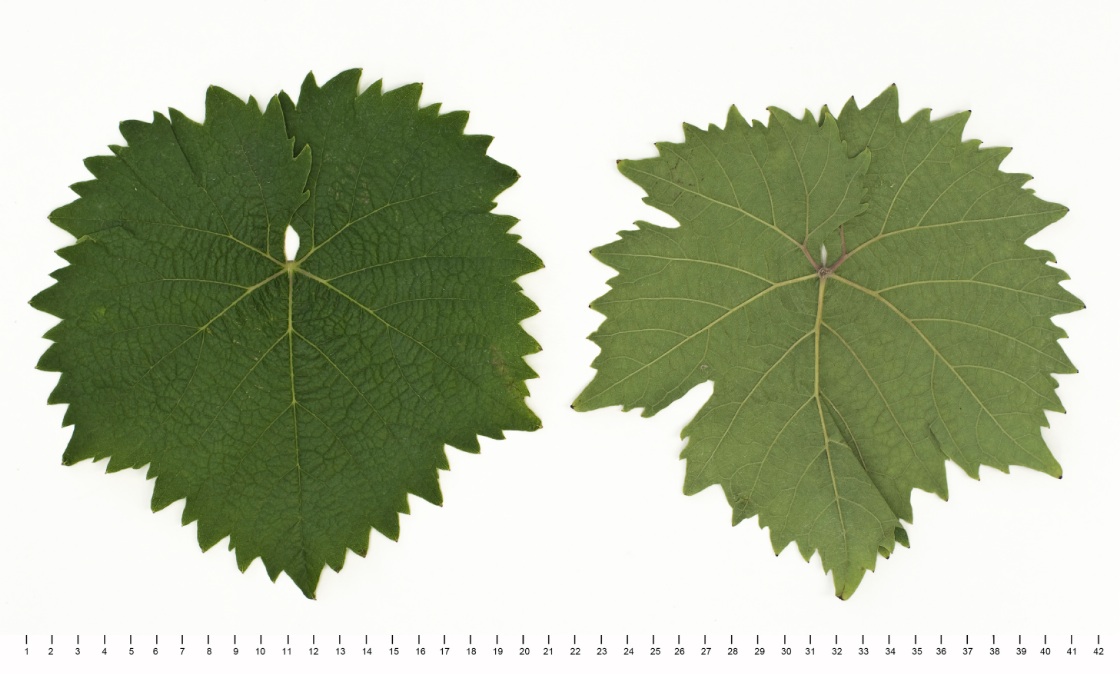 Misket Sandanski - Mature leaf