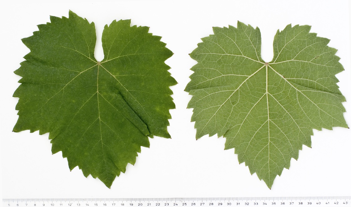 Molette - Mature leaf