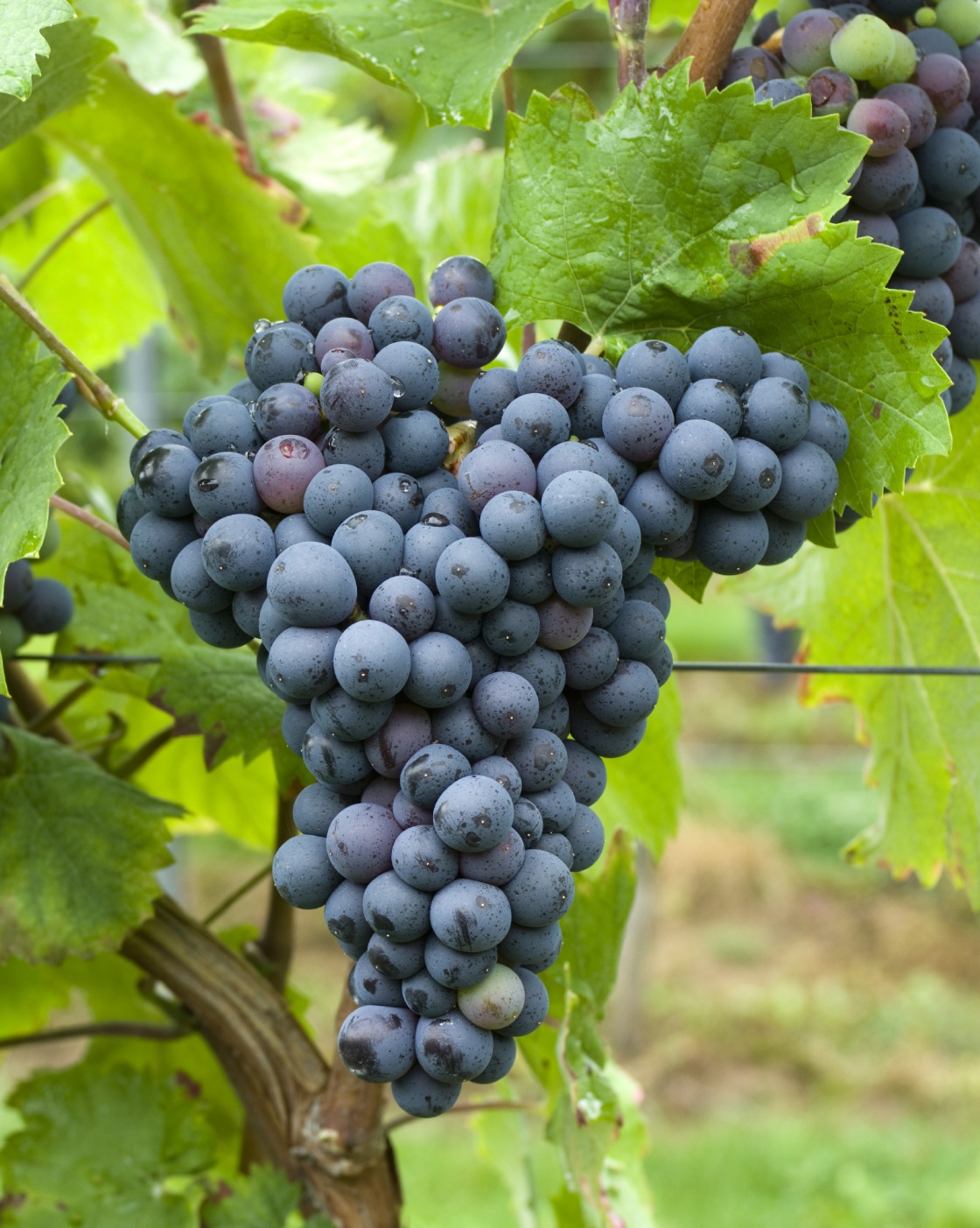 Monastrell - Cluster in the field