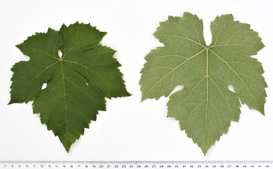 Mondeuse Noire - Mature leaf