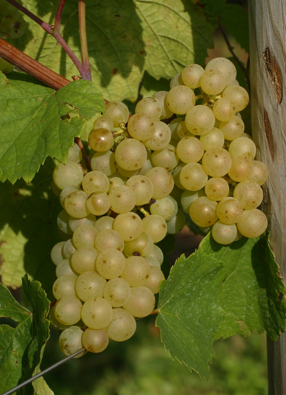 Auxerrois - Cluster in the field
