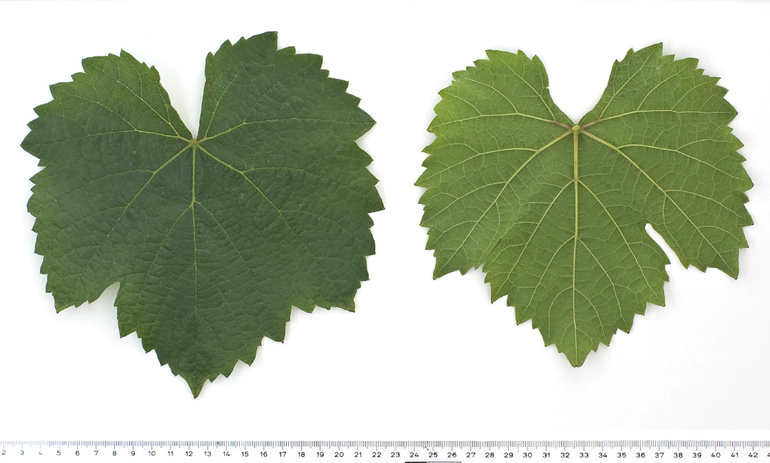 Auxerrois - Mature leaf
