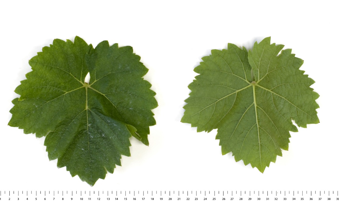 Morio Muskat - Mature leaf