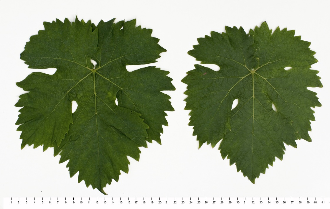 Moscato Di Terracina - Mature leaf