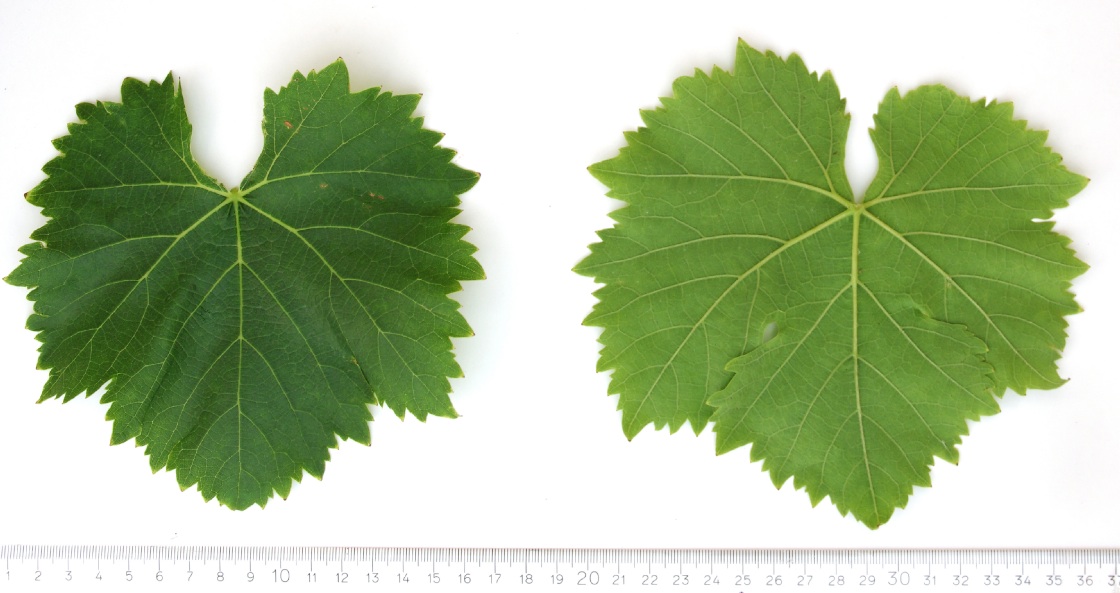 Moscato Giallo - Mature leaf