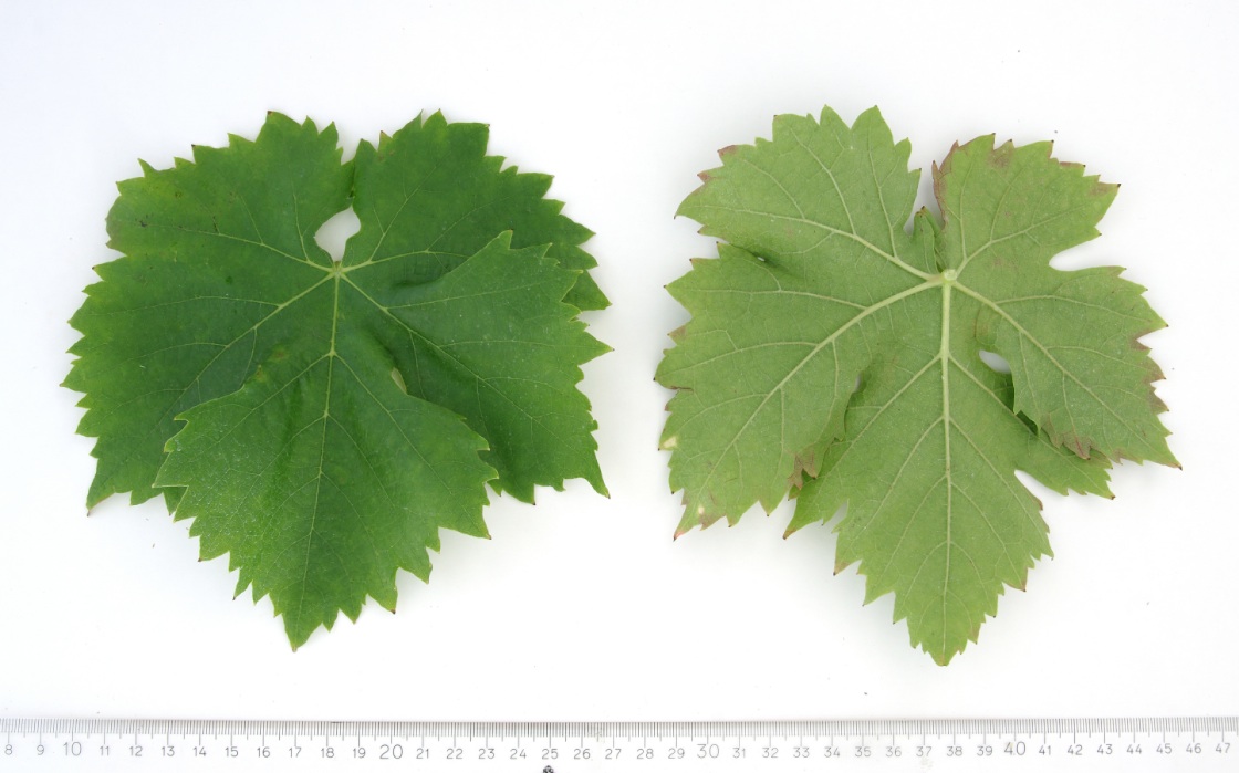 Tamjanika Crna - Mature leaf