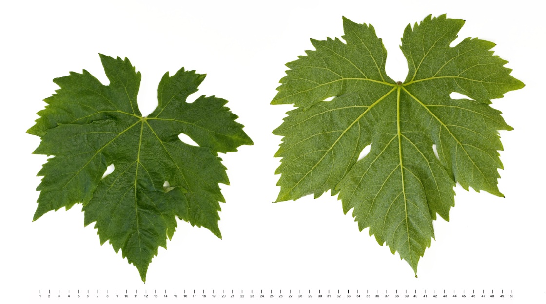 Mostosa - Mature leaf