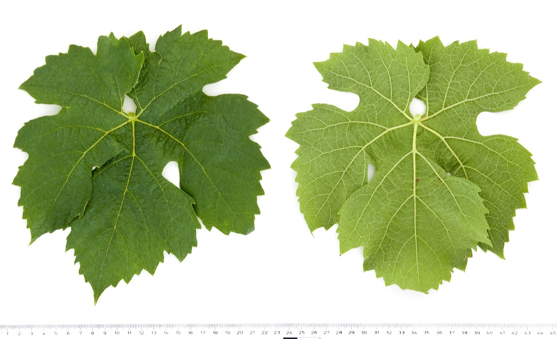 Mueller Thurgau Weiss - Mature leaf