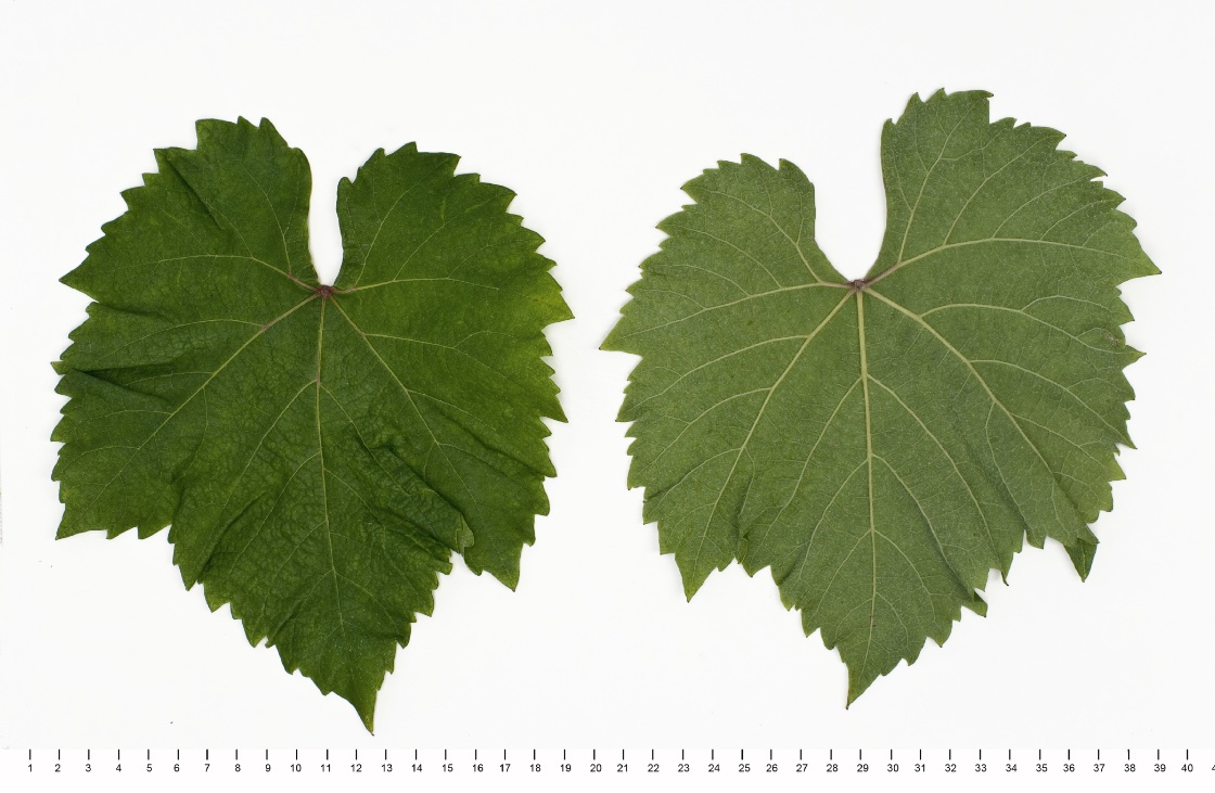 Muscadelle - Mature leaf