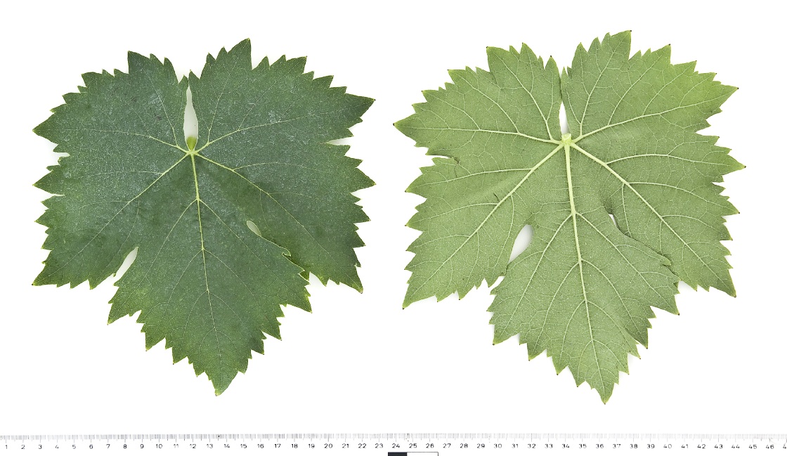 Muscat a Petits Grains Blancs - Mature leaf