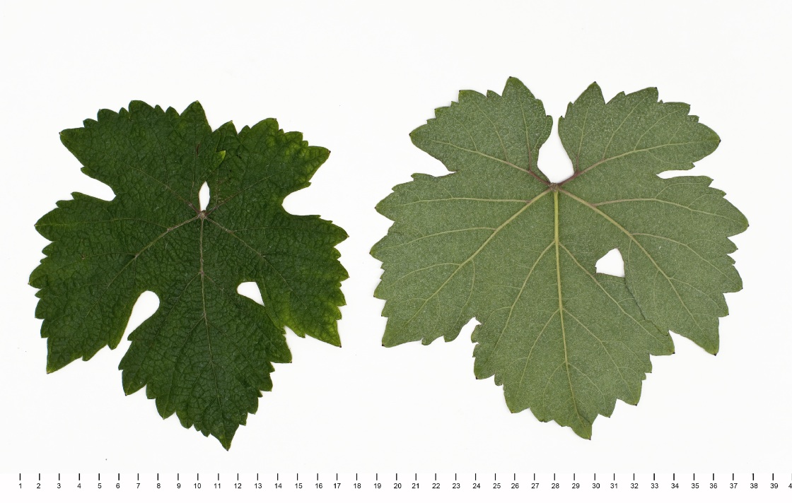 Misket Varnenski - Mature leaf