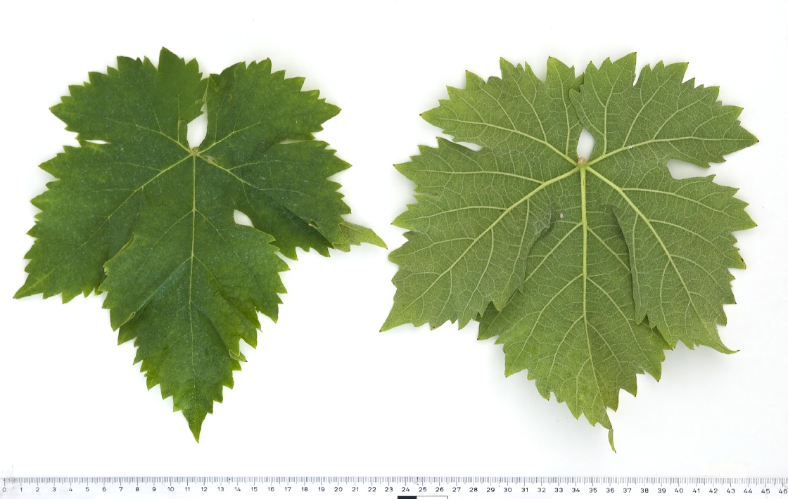 Muscat Hamburg - Mature leaf