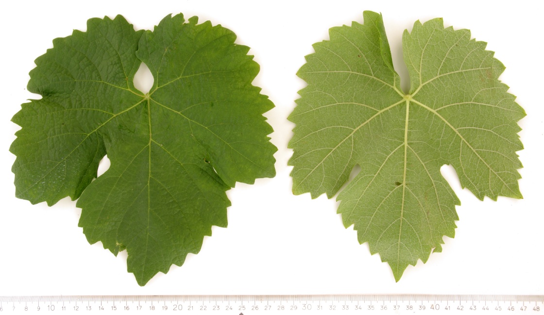 Mustoasa de Maderat - Mature leaf