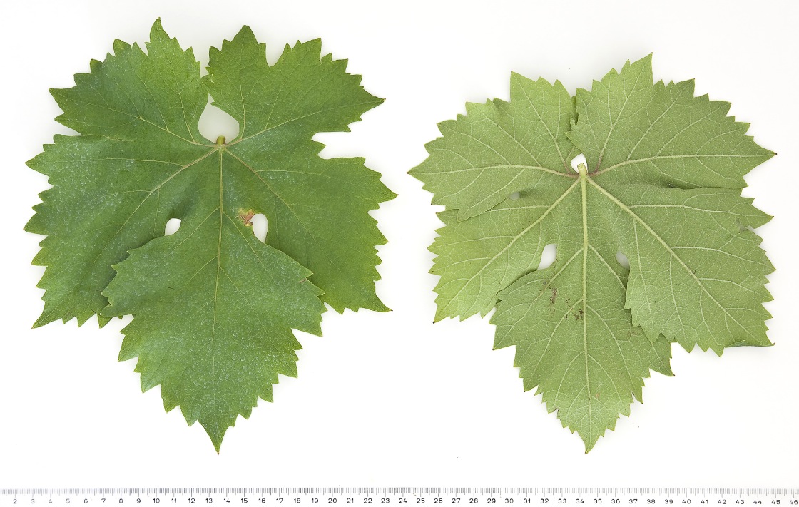 Nasco - Mature leaf