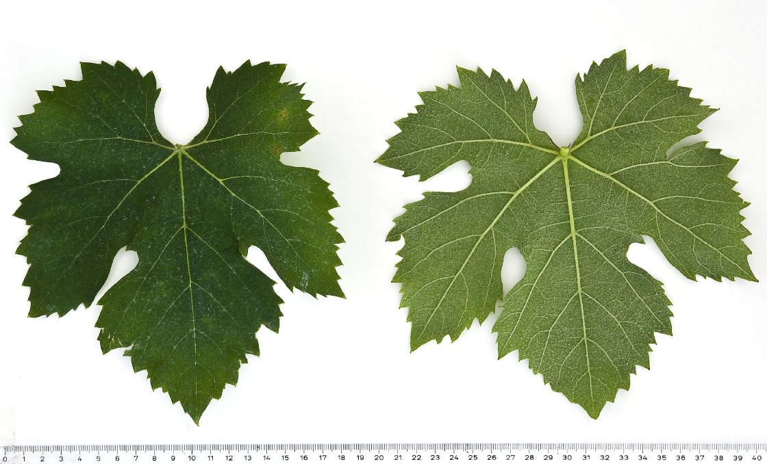 Nebbiolo - Mature leaf