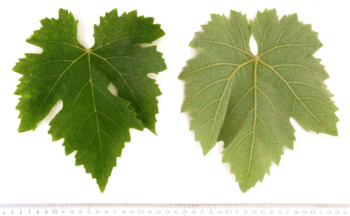 Negro Amaro - Mature leaf
