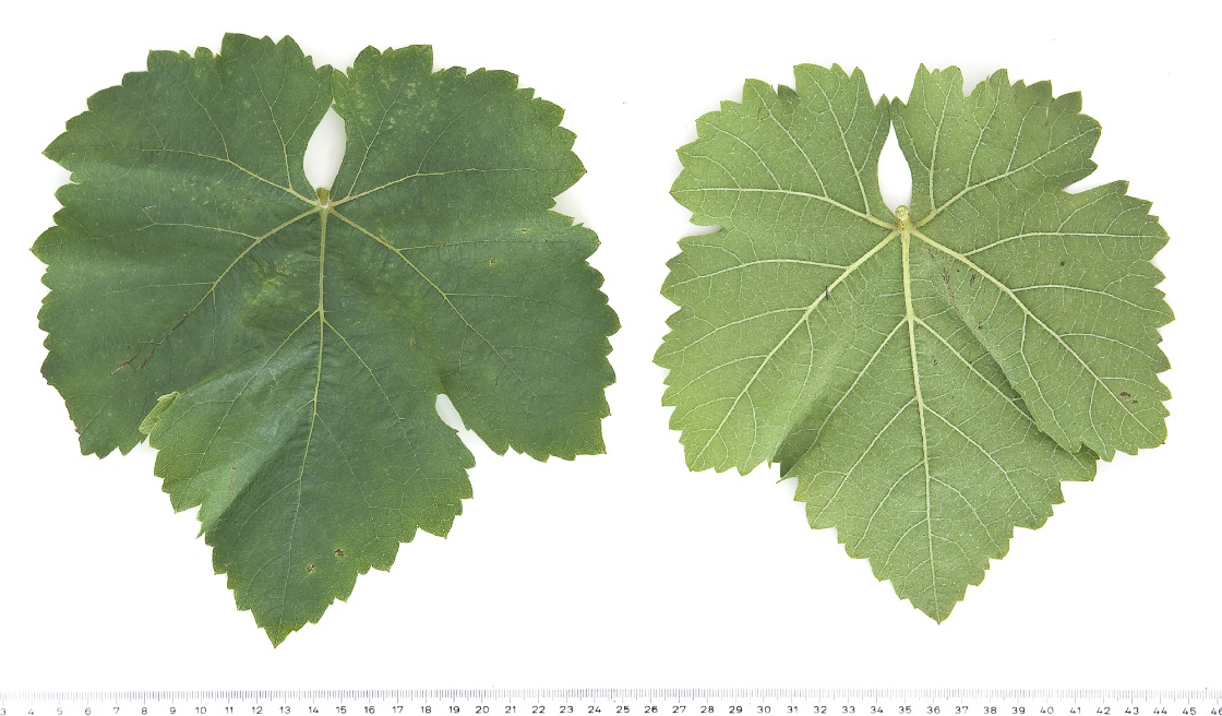 Neuburger - Mature leaf