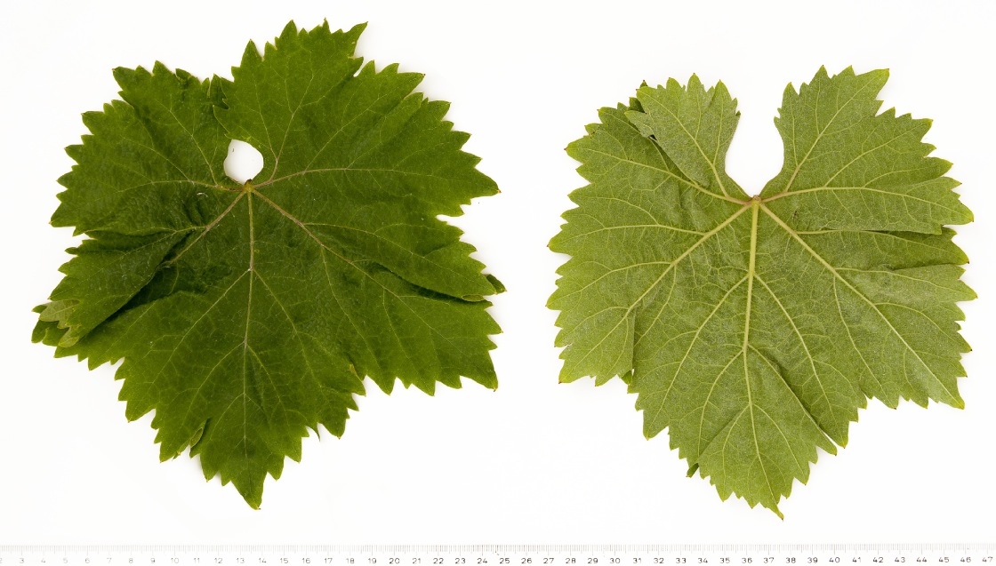 Nincusa - Mature leaf