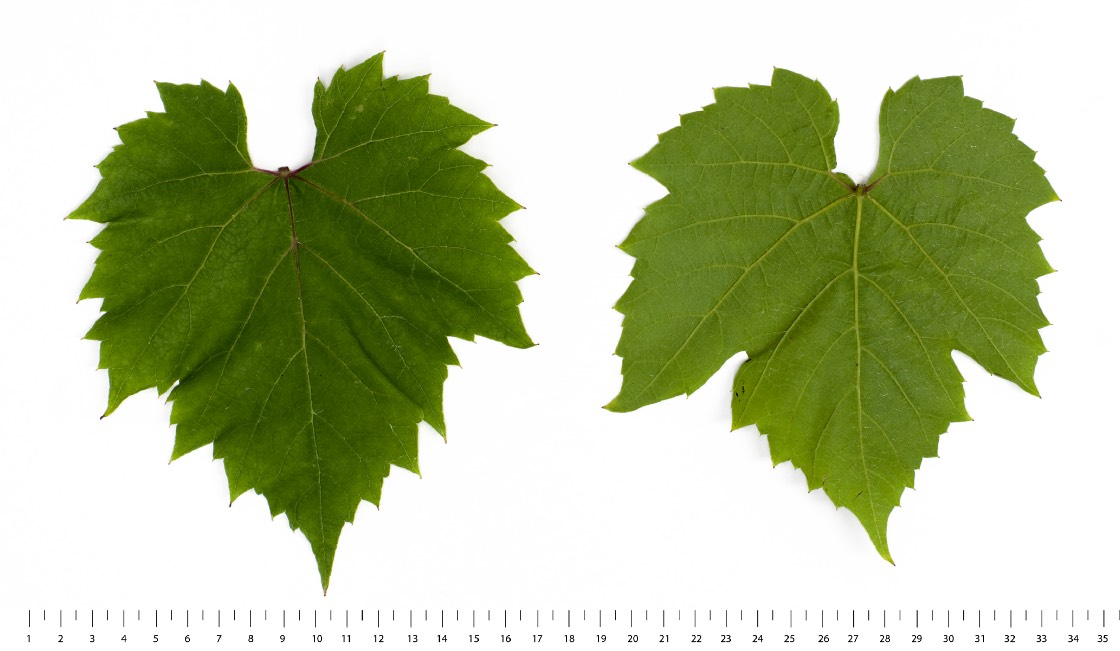 OBERLIN NOIR - Mature leaf
