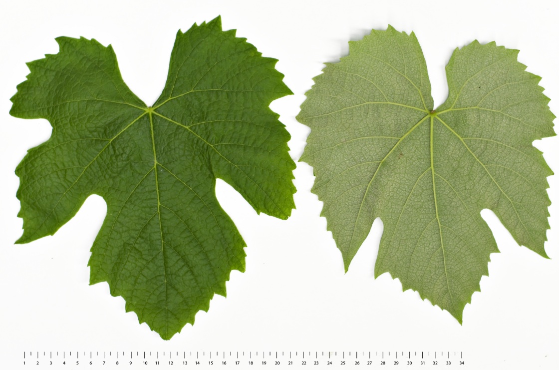 Baco Blanc - Mature leaf