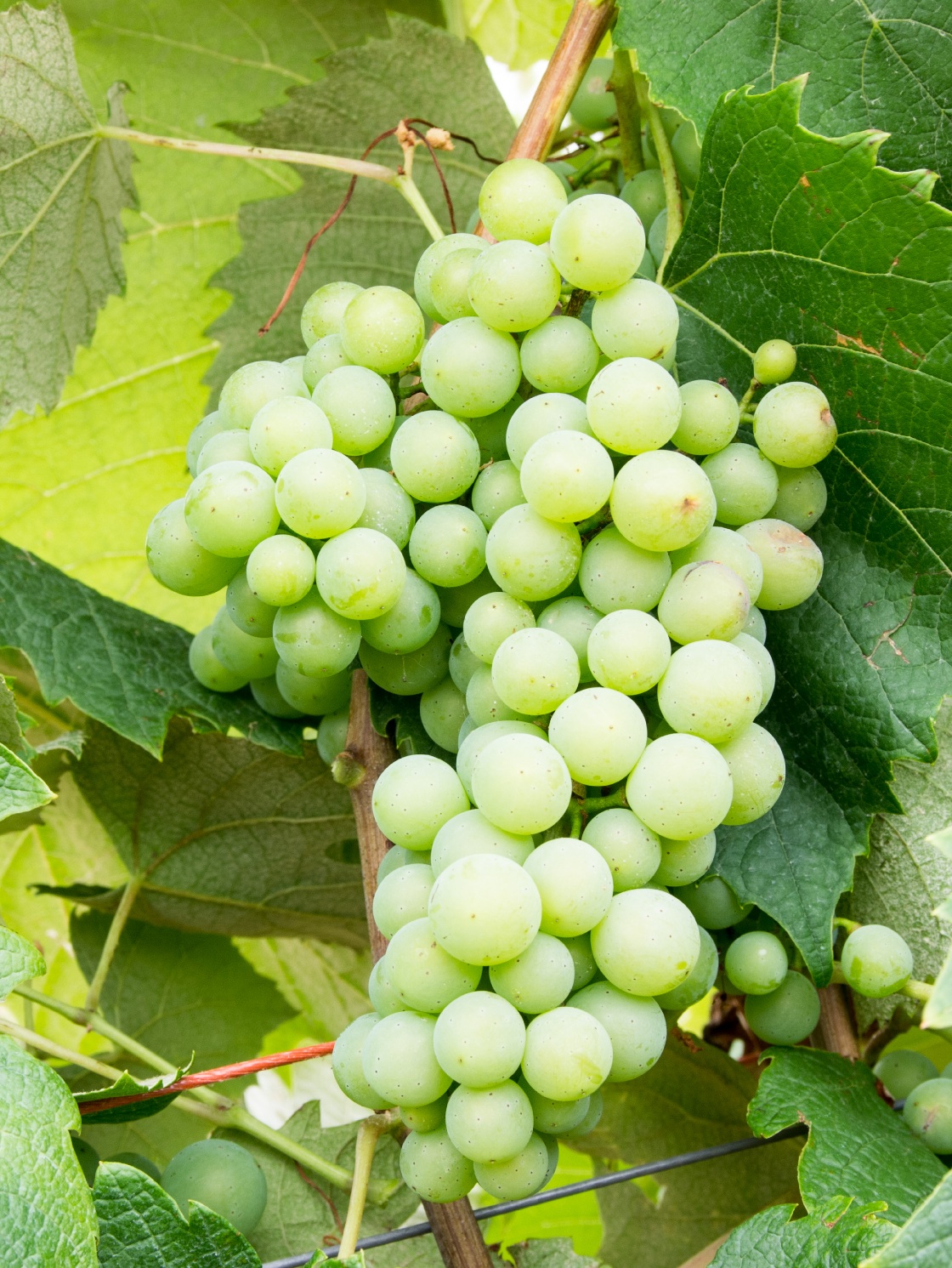 Baco Blanc - Cluster in the field