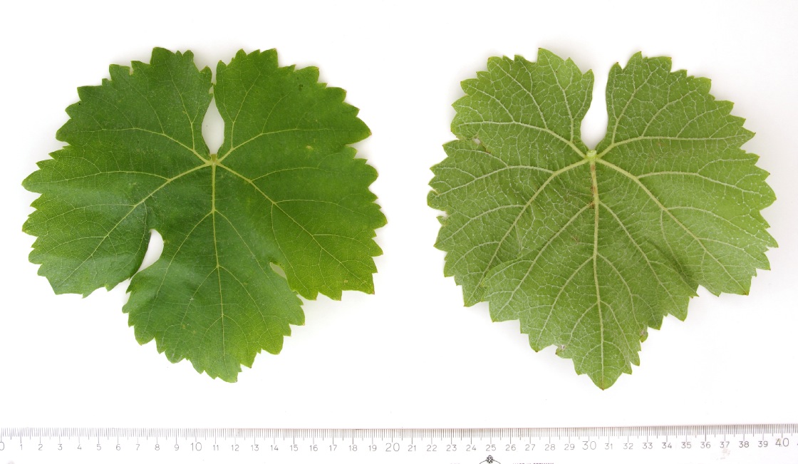 Optima - Mature leaf