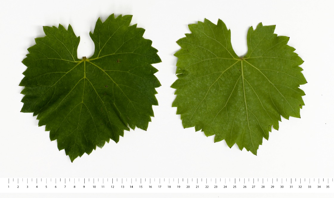 Orion - Mature leaf