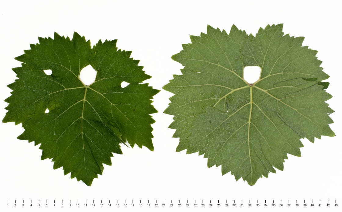 Ortega - Mature leaf