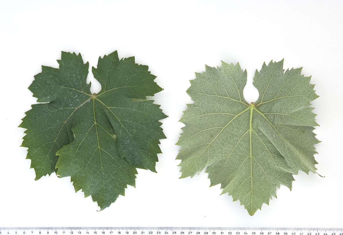 Parraleta - Mature leaf